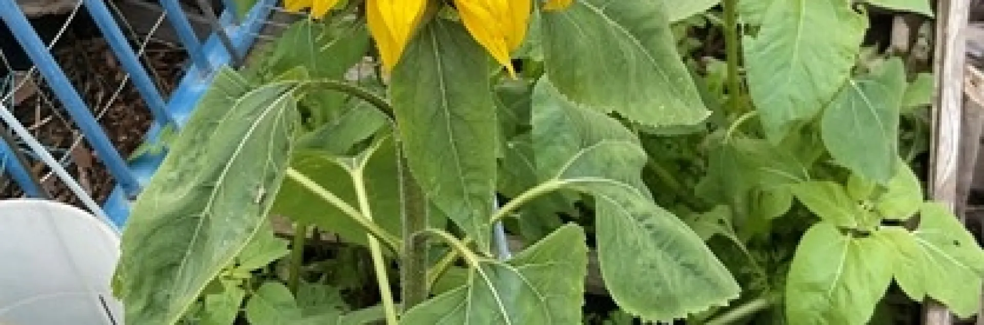 sunflower tina saravia 2022