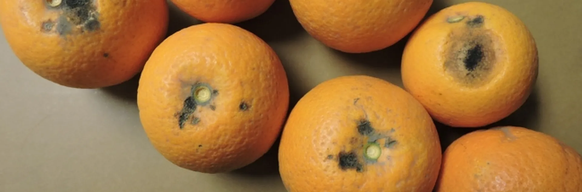 mandarin breakdown peel