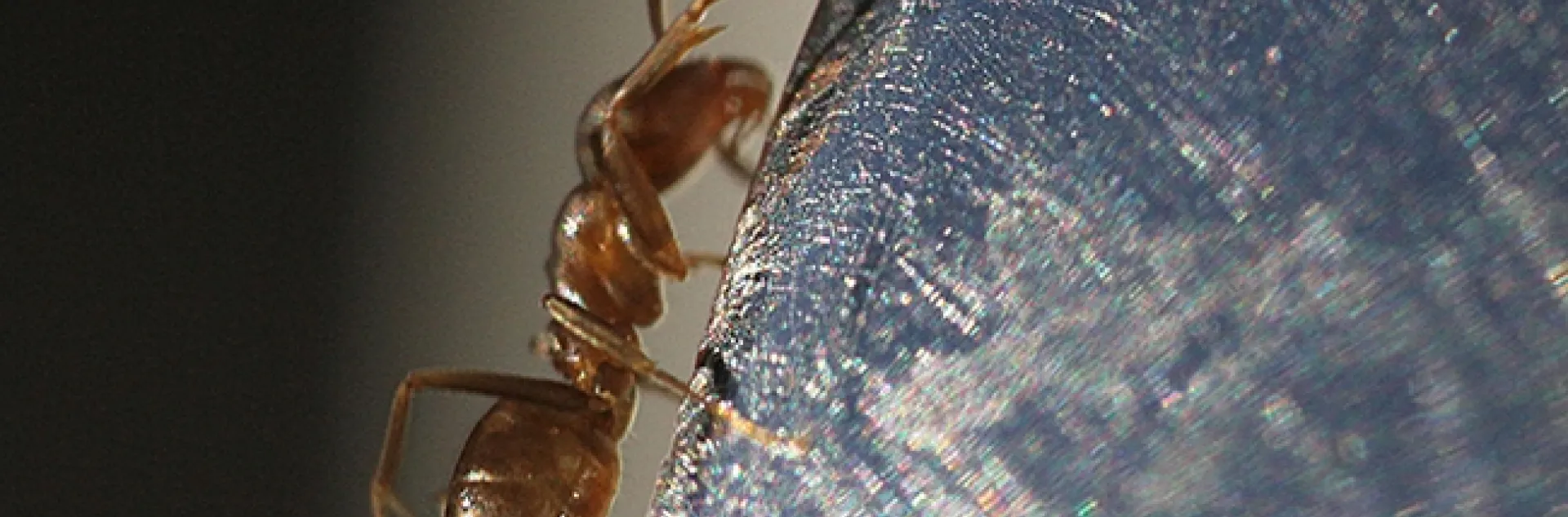 An Argentine ant climbs up a spoon laden with honey. (Photo by Kathy Keatley Garvey)