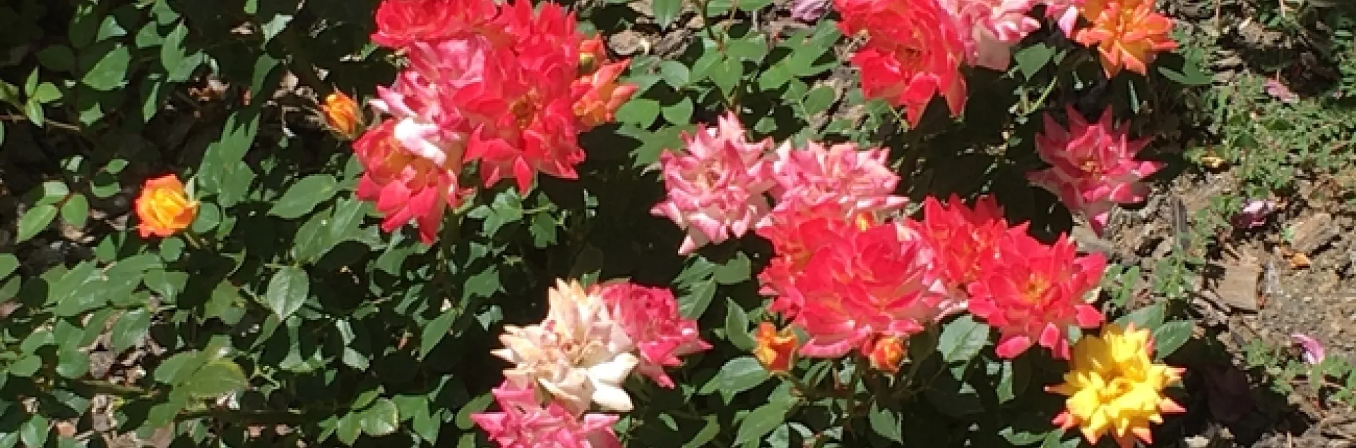 photo by Michelle Davis