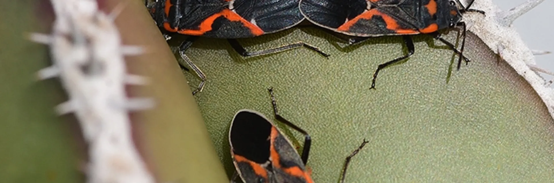 Two's company, three's a crowd? Milkweed bugs on a cactus on Jan. 2, 2022 in Vacaville, Calif. (Photo by Kathy Keatley Garvey)