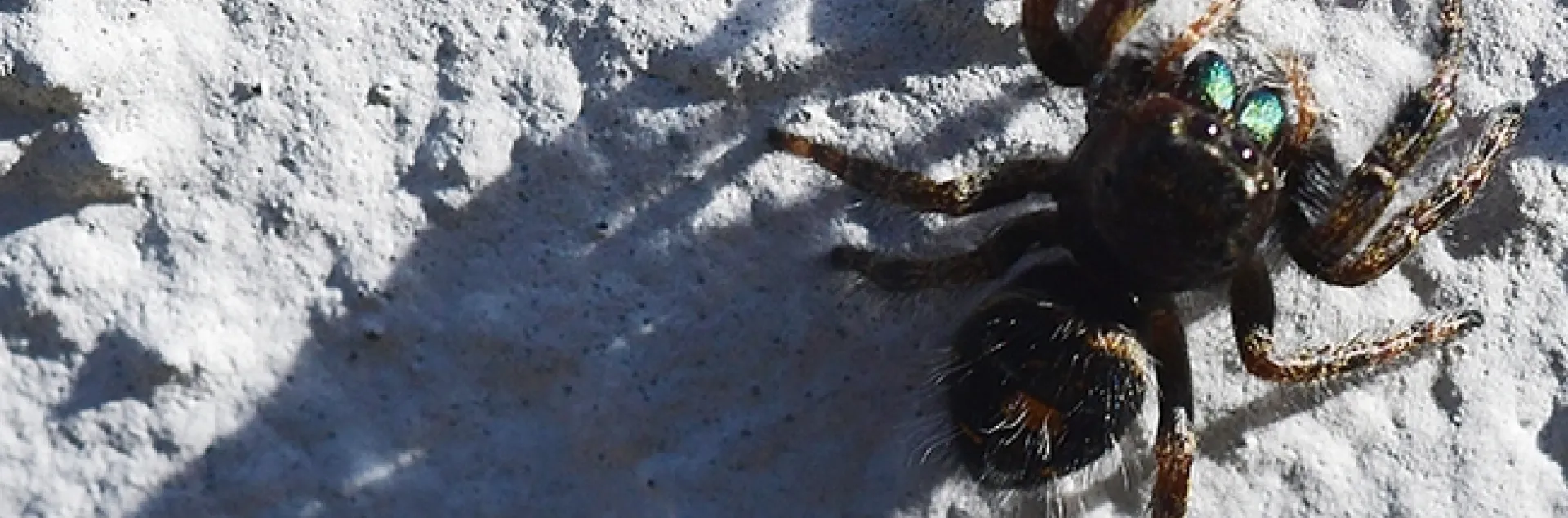 Well, hello there! A jumping spider moves slowly and unobtrusively up a shadowed Vacaville wall on Jan. 2. (Photo by Kathy Keatley Garvey)