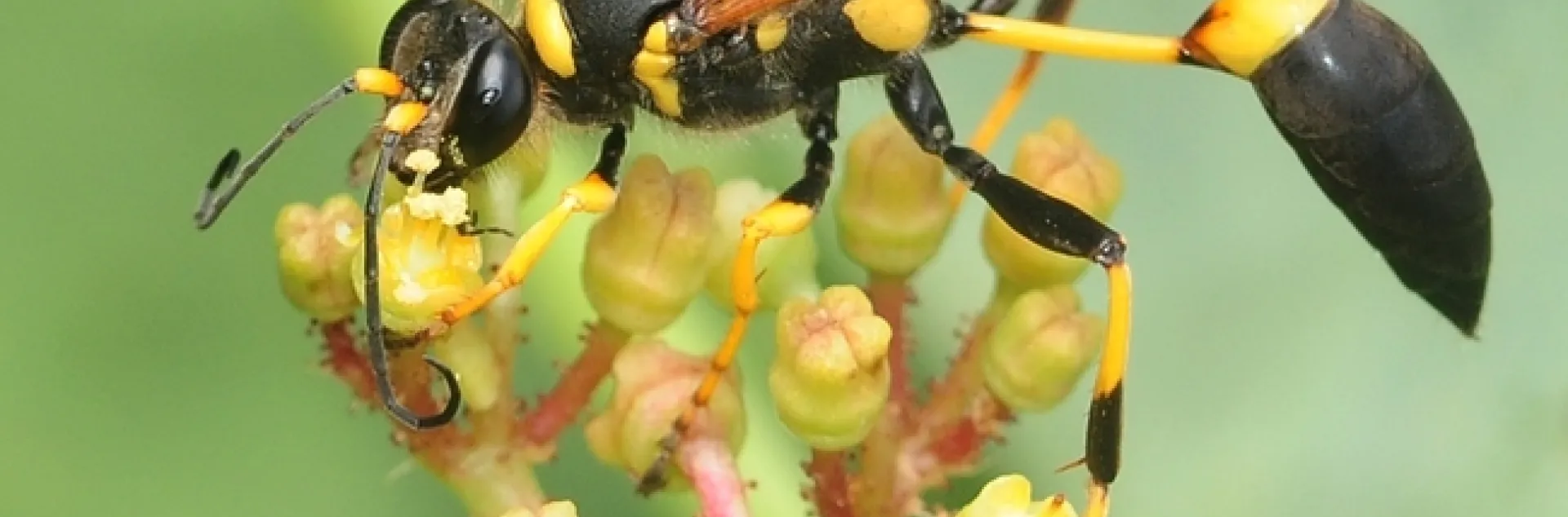 The mud dauber wasp, Sceliphron caementarium, sporting its "wasp waist." (Photo by Kathy Keatley Garvey)