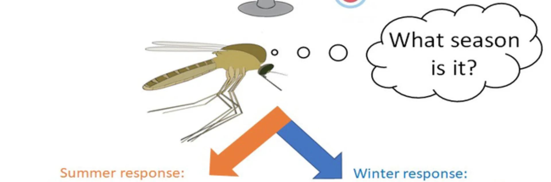 An illustration from Megan Meuti's presentation, Jan. 19, on "How Do Mosquitoes Correctly Interpret Environmental Signals Into Complex Seasonal Responses?"