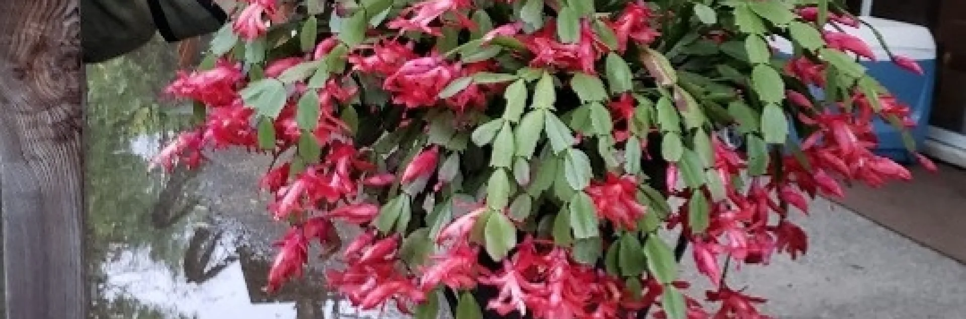 photo by Nancy Forrest