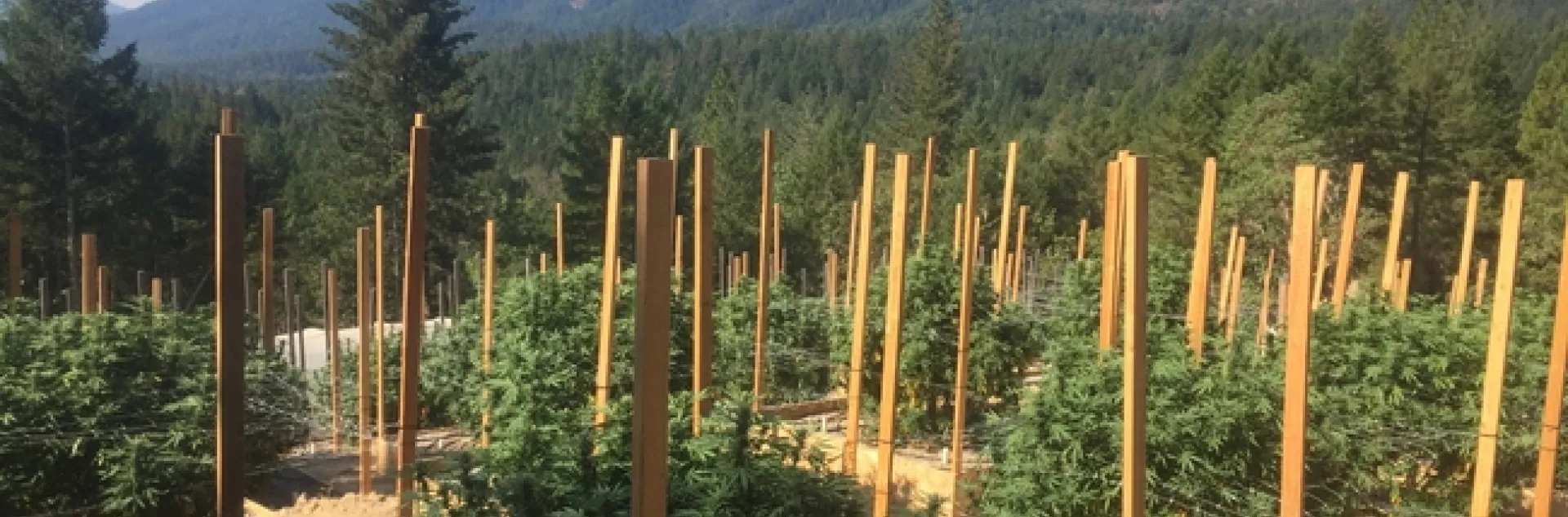 Outdoor production of cannabis plants.