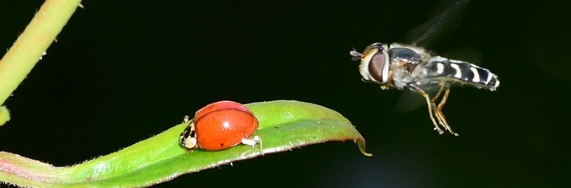A syrphid fly, a female Scaeva pyrastri, hovers over an Asian lady beetle (Harmonia axyridis). (Photo by Kathy Keatley Garvey)