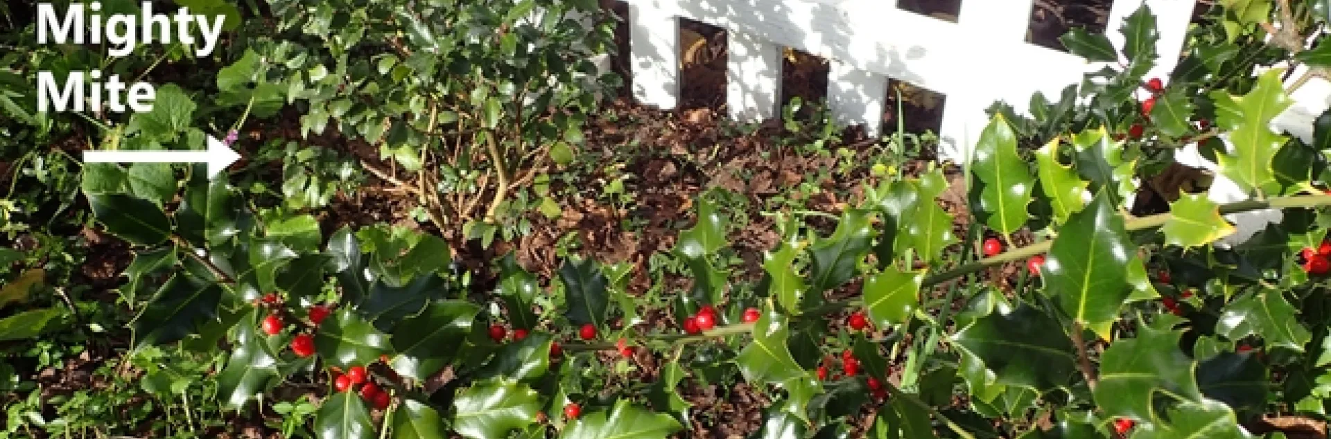 photo by Patricia Matteson