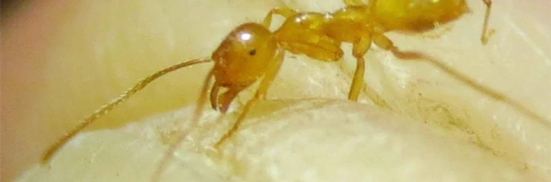This is the species (Lasius nr. atopus) that inspired the initial stages of the UC Davis project. (Photo by Matthew Prebus)