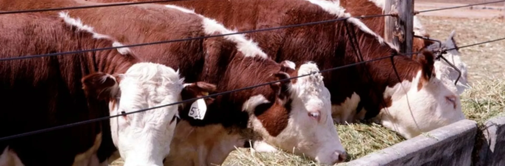 Beef cattle feeding on hay from a trough.