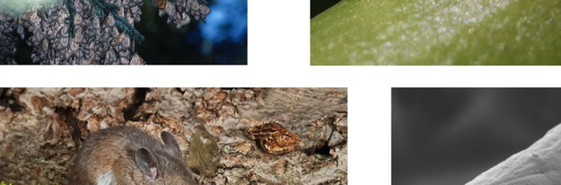 These are some of the illustrations that Niels Groen will use at his UC Davis seminar.