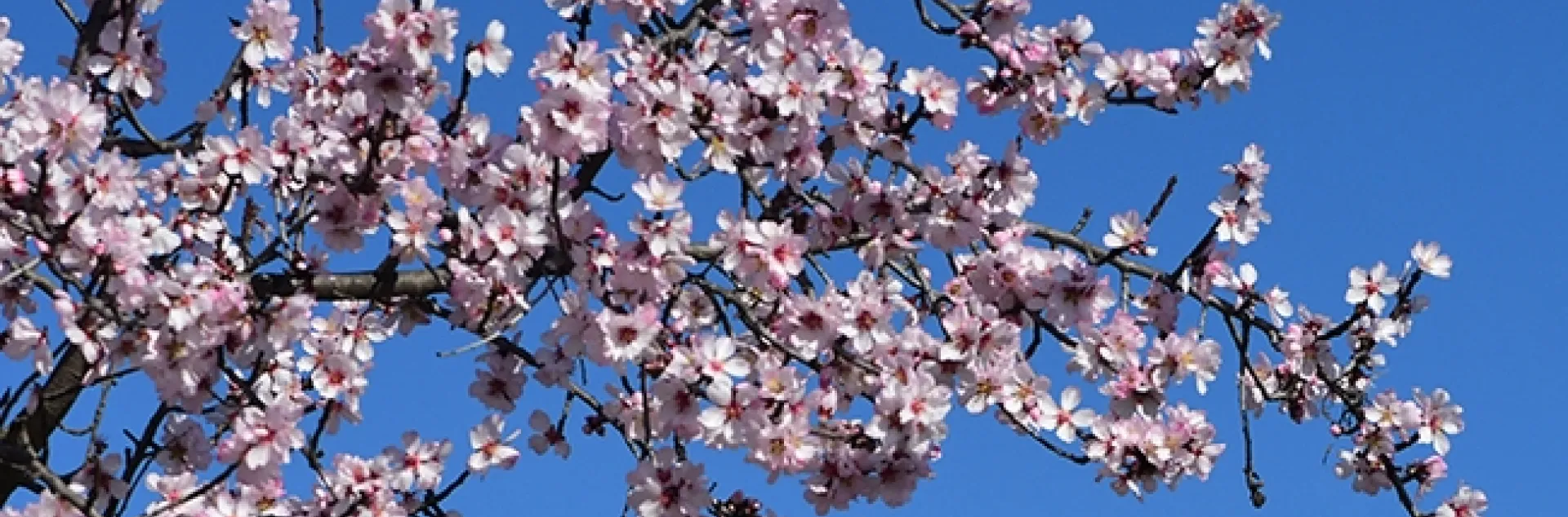 Almond blossoms greet the sky and bees in this image taken at the Matthew Turner Shipyard Park in Benicia on Jan. 30, 2012. (Photo by Kathy Keatley Garvey)