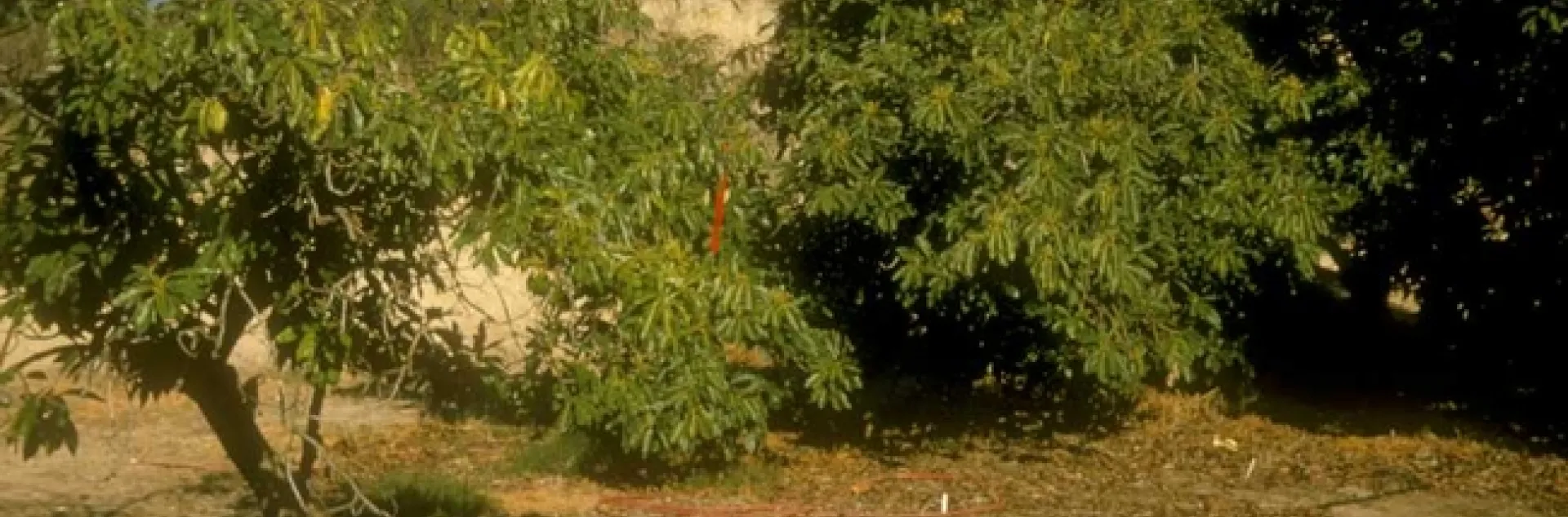 avocado root rot no mulch