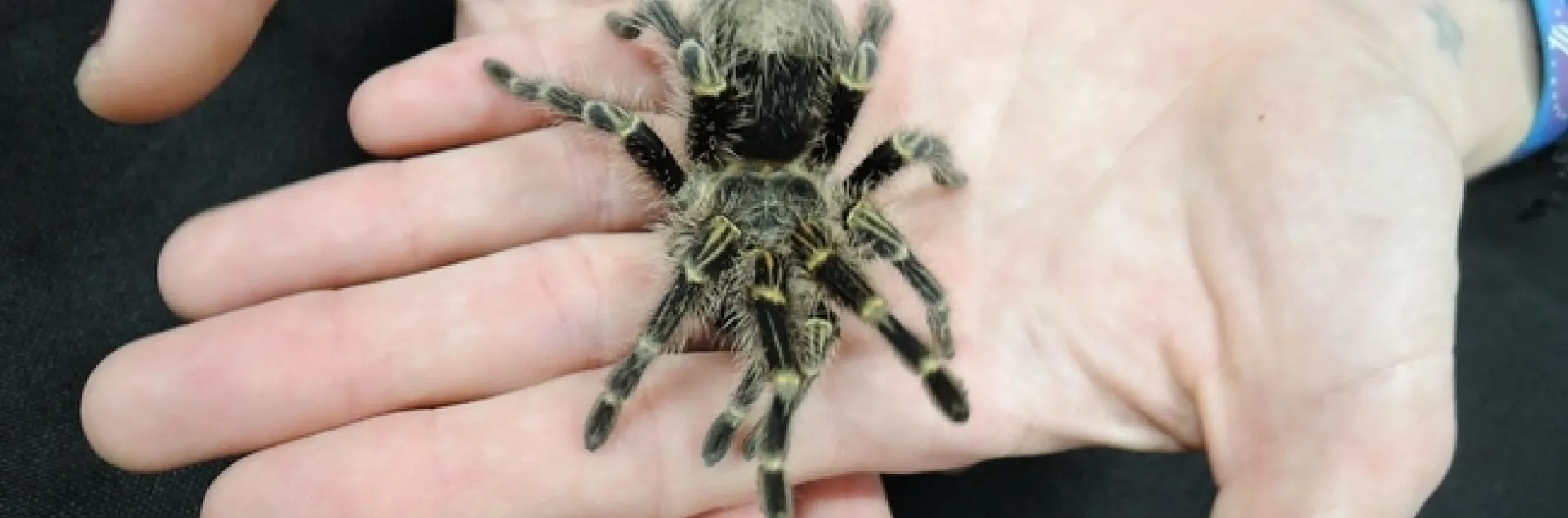 A rose-haired tarantula at the Bohart Museum of Entomology is expected to be a part of the UC Davis Biodiversity Museum Day on March 6 in the UC Davis Conference Center. (Photo by Kathy Keatley Garvey)