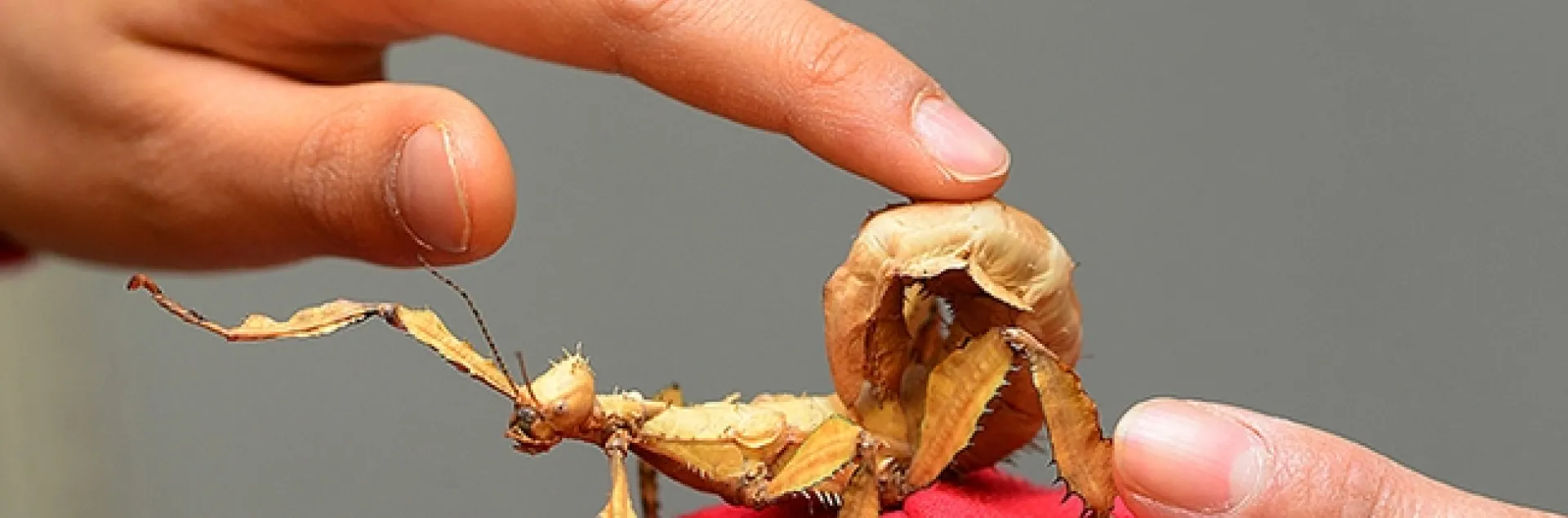 A visitor gets acquainted with an Australian stick insect, aka walking stick, at the Bohart Museum of Entomology. (Photo by Kathy Keatley Garvey)