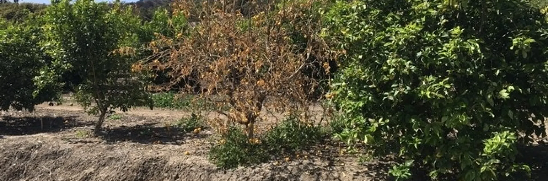citrus dry root rot single tree