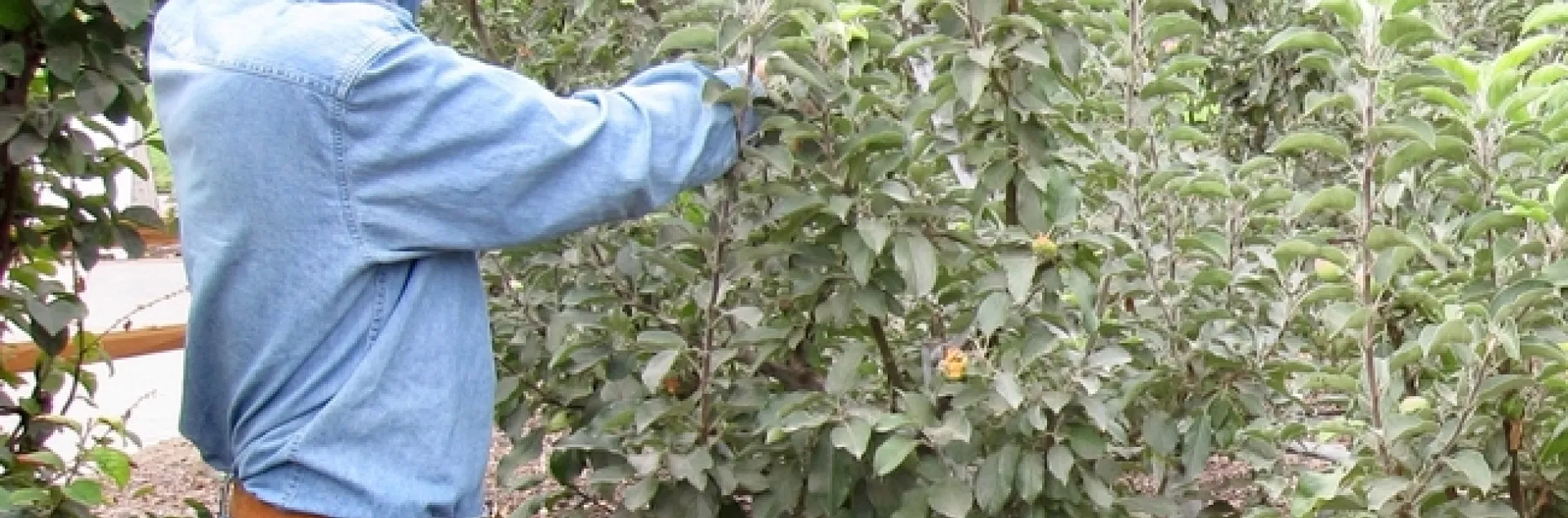 Man using pruning shears to prune an apple tree.