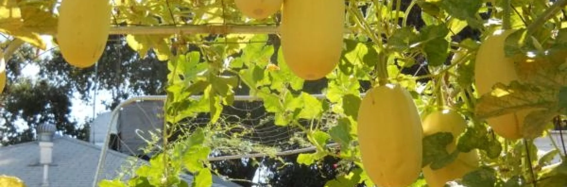 Oblong yellow vegetables growing through an 8' tall trellis you can walk under.