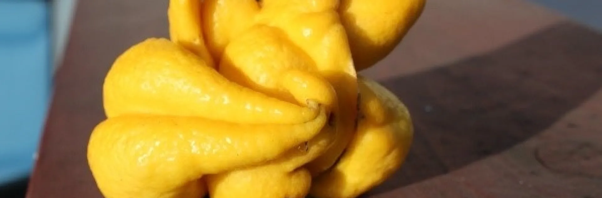 citrus bud mite lemon