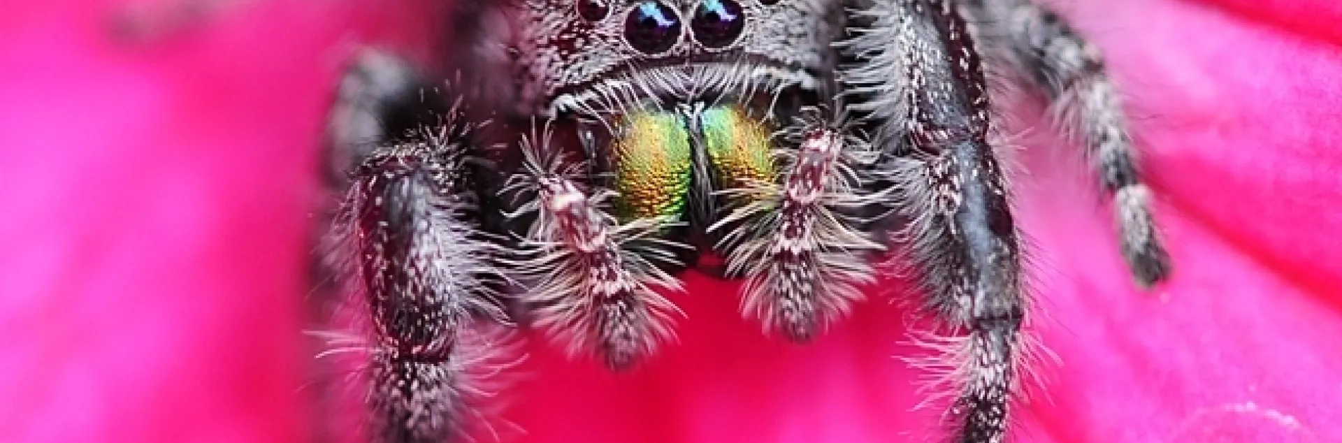 A jumping spider eyes the photographer. (Photo by Kathy Keatley Garvey)