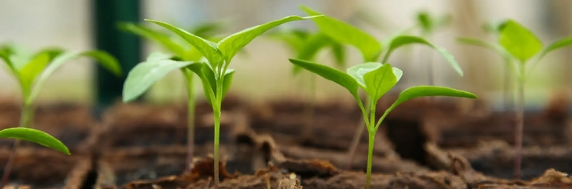 young seedling plants