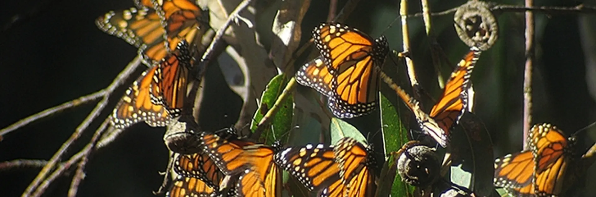 Community ecologist Louie Yang captured this image of monarchs at the Coronado Butterfly Preserve in 2006.