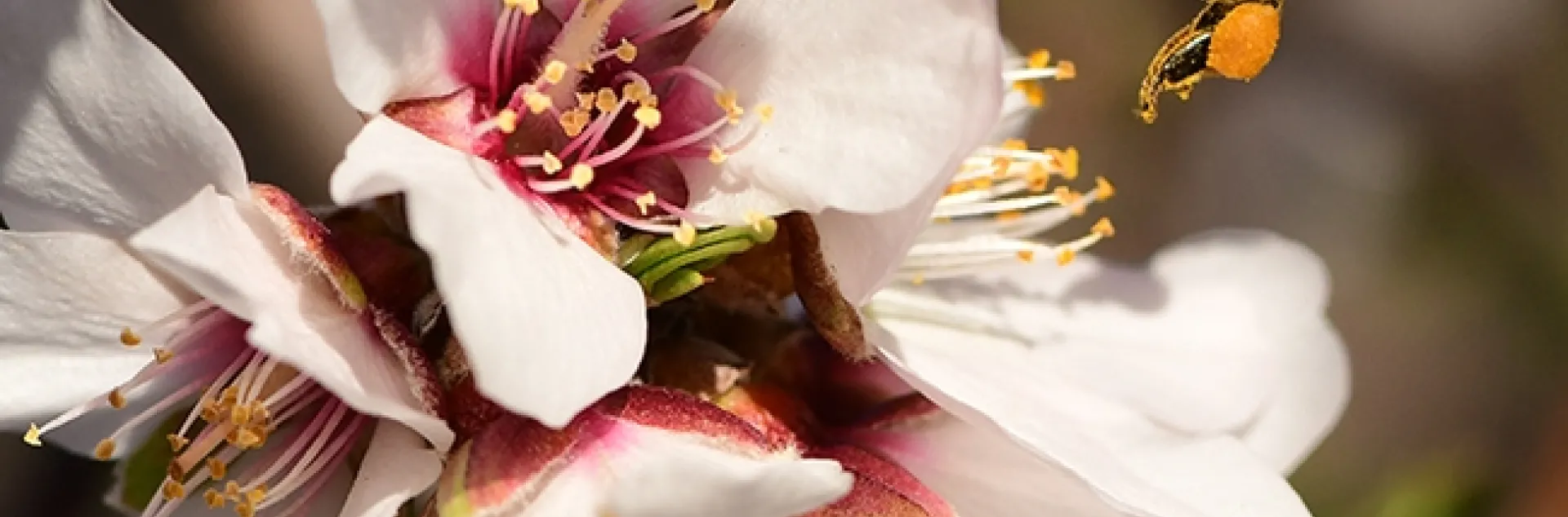 A honey bee, packing a load of orange pollen, heads for another almond blossom on Feb. 7, 2022 in Vacaville, Calif. Honey Bees are an integral part of the UC Davis Biodiversity Museum Day. (Photo by Kathy Keatley Garvey)