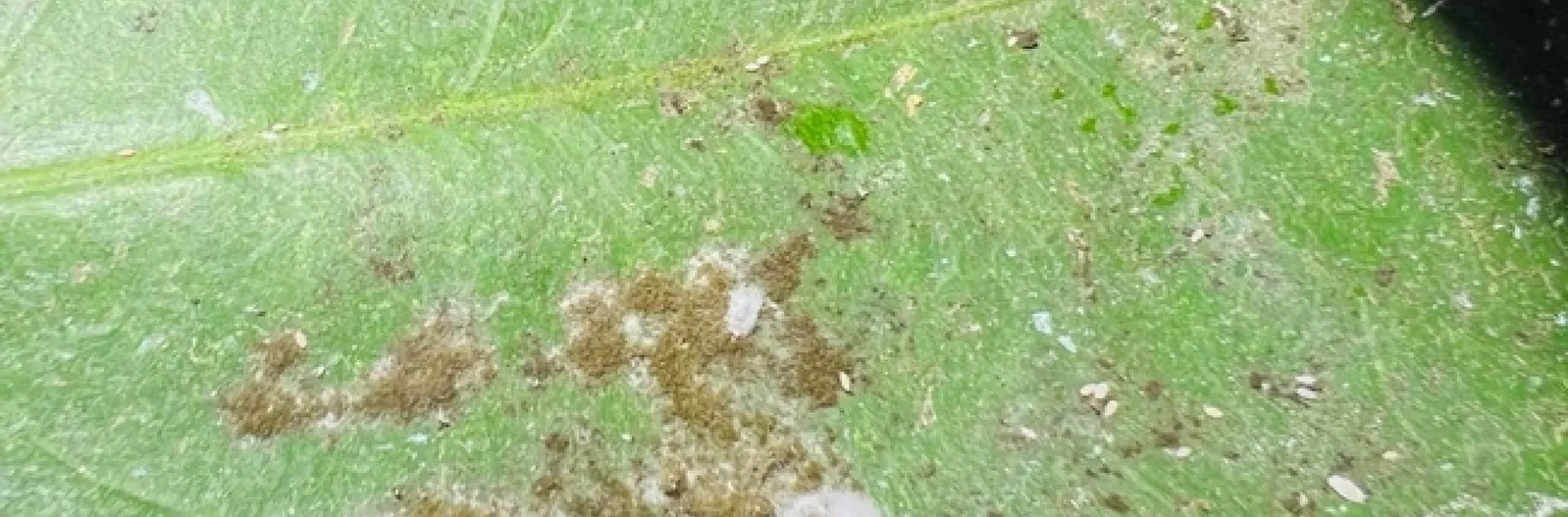 Citrus mealybug infestation. Note, three females (covered in white sacs) and first instars
