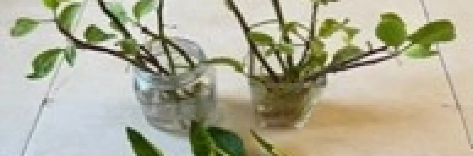 Malabar cuttings: stems can be planted directly in moisture retentive rich soil or in pots or they can be rooted before planting. They root quickly.