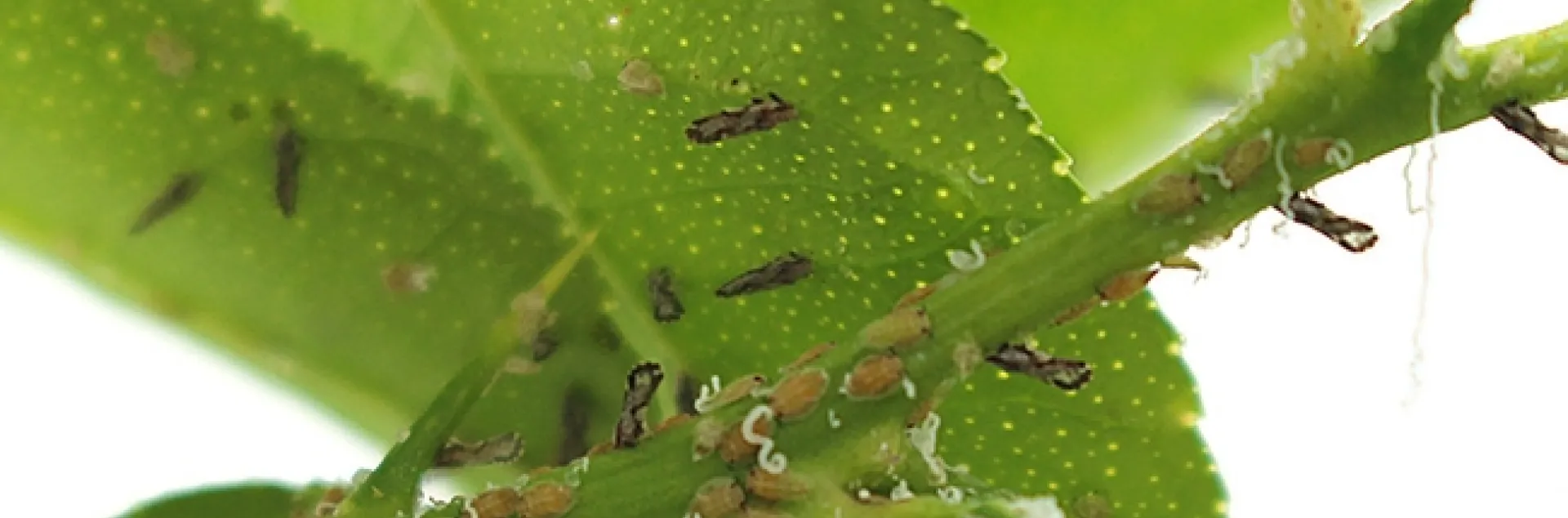 Asian citrus psyllid nymphs and adults on stem and leaves of a citrus. (USDA-ARS Photo)