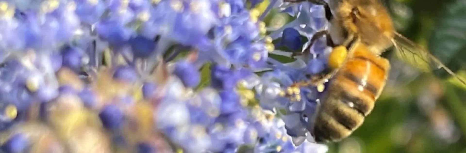 Honey bee on blue-flowered plant.