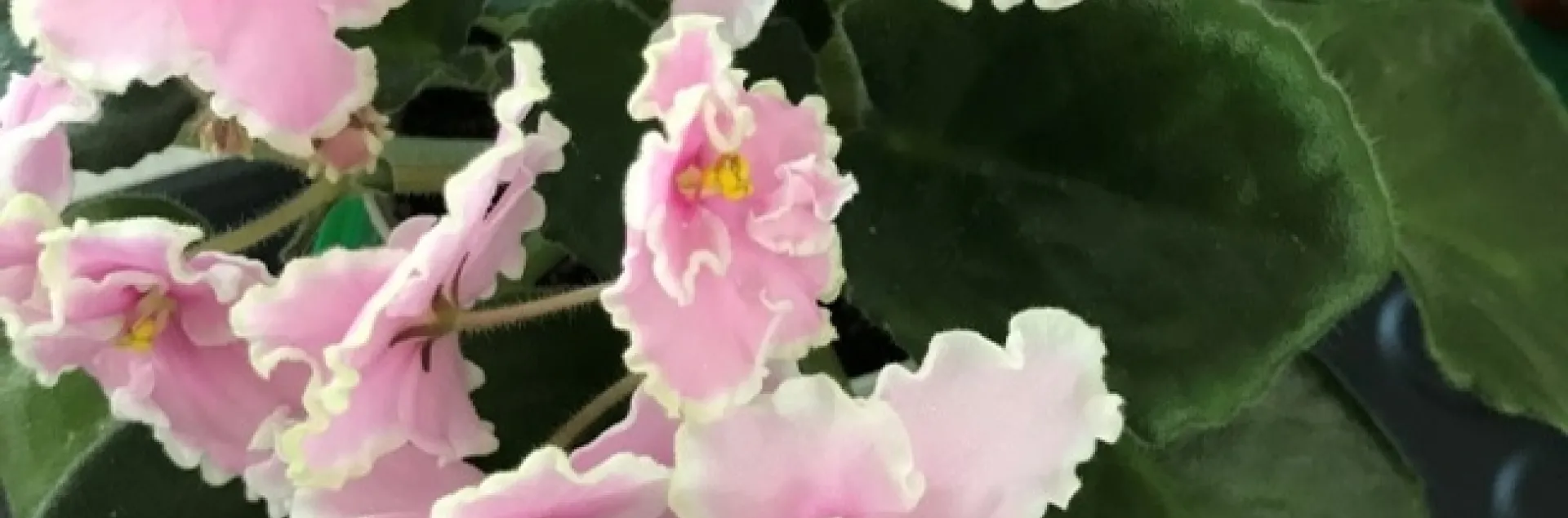 African Violet Pink Summit. Grown by K. Gunther