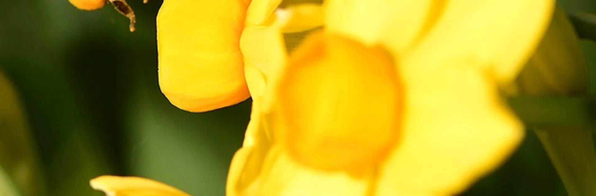 A pollen-packing honey bee heads a patch of daffodils on the UC Davis campus. (Photo by Kathy Keatley Garvey)