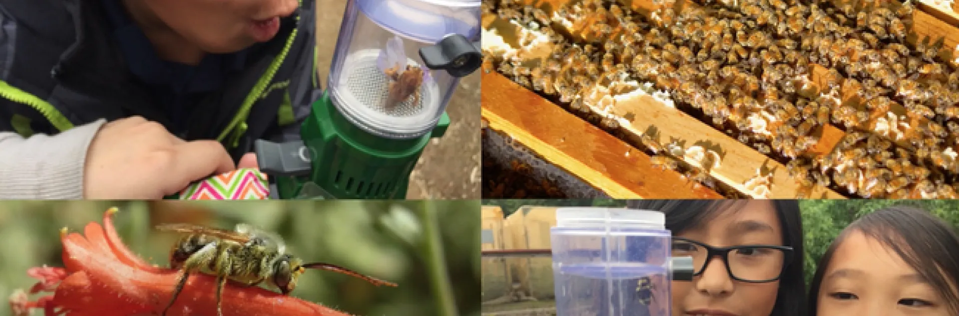 This is a screen shot of a YouTube video, the work of Christine Casey, academic program management officer for the UC Davis Bee Haven.