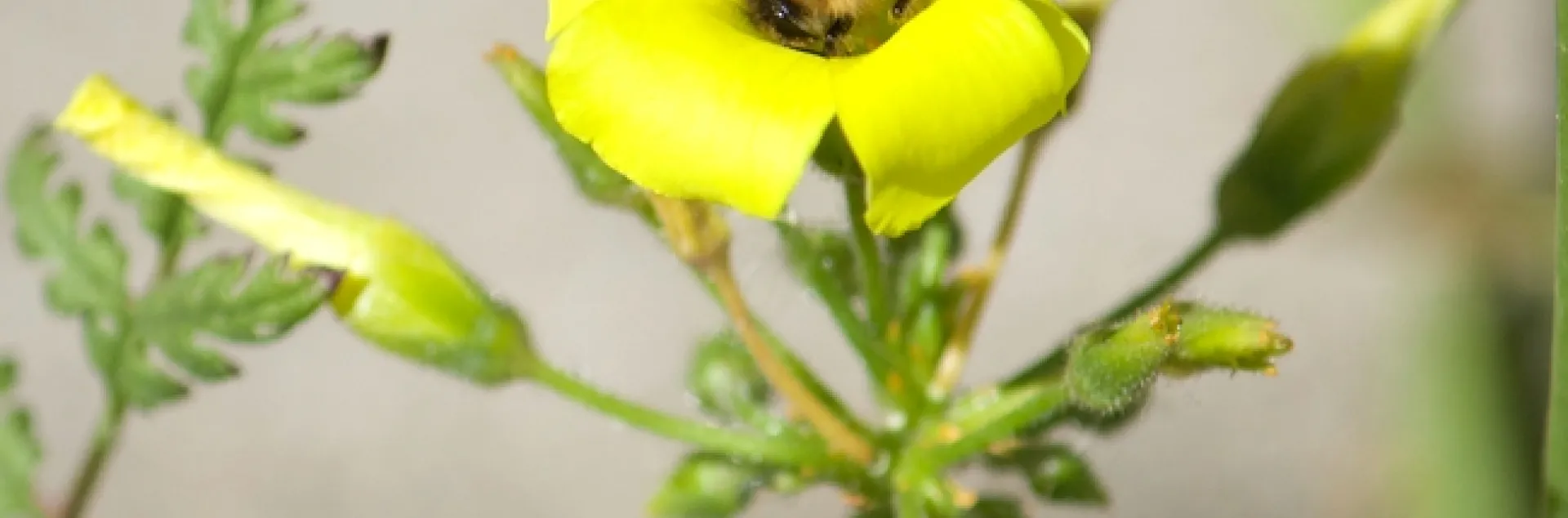 Honey bee with pollen on Oxalis pes-caprae