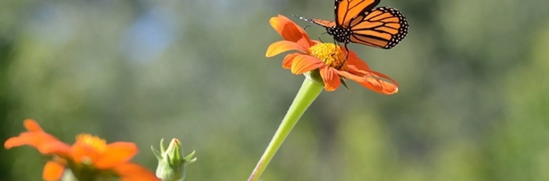 First in a series of photos taken in 2016: Two monarchs meet in a Tithonia patch in Vacaville, Calif. (Photo by Kathy Keatley Garvey)