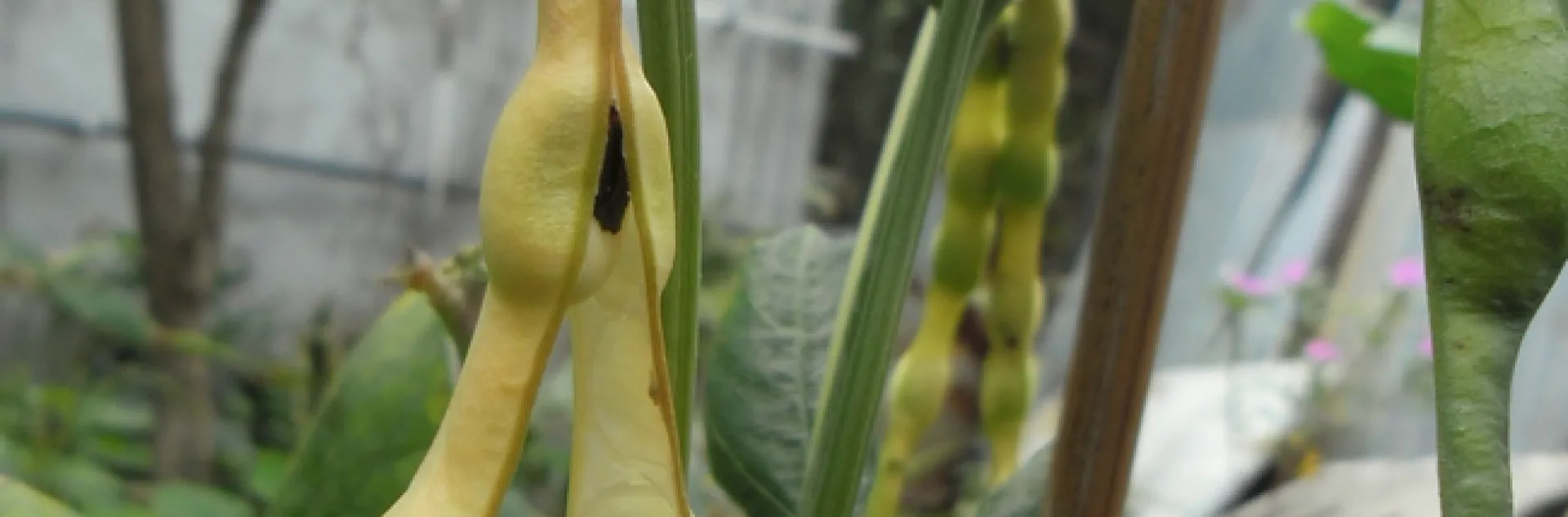 The cowpea (Vigna unguiculata) is one of the oldest plants to be farmed. This is a black-eyed pea, a cowpea cultivar. (Wikipedia photo)