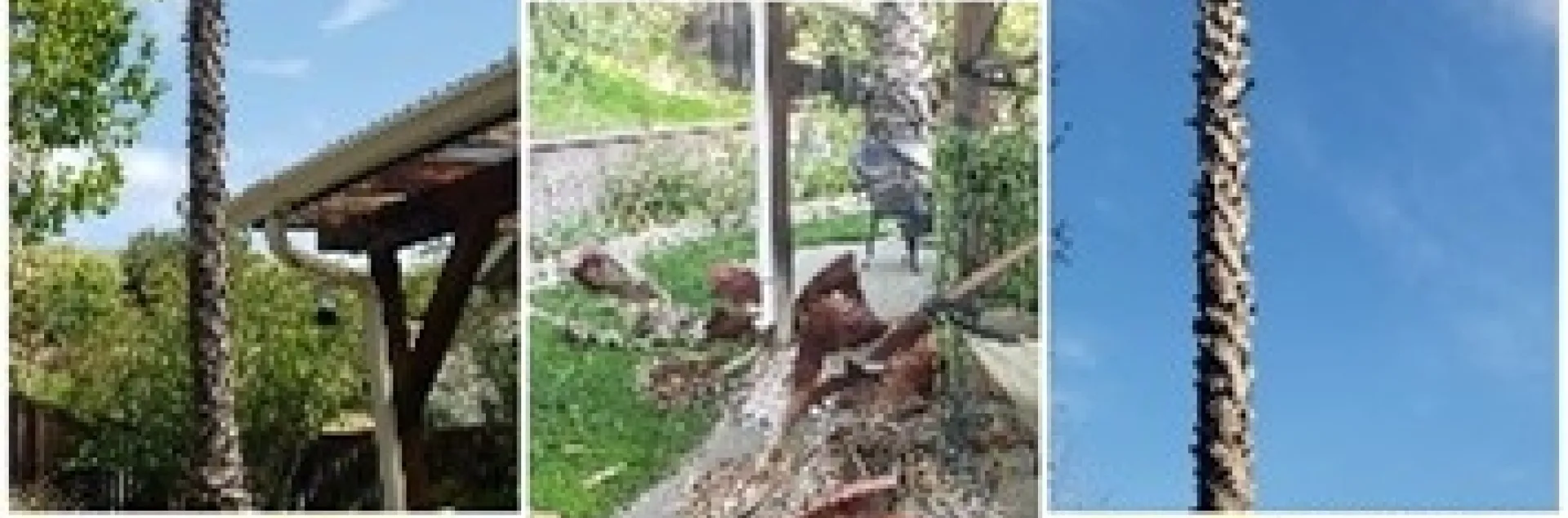 photo compilations by Nancy Forrest