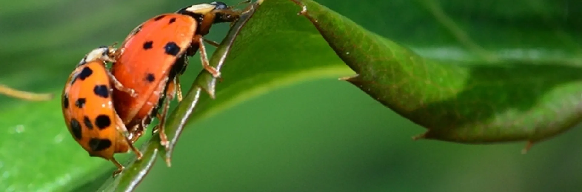Lady beetles, aka ladybugs, keeping busy. (Photo by Kathy Keatley Garvey)