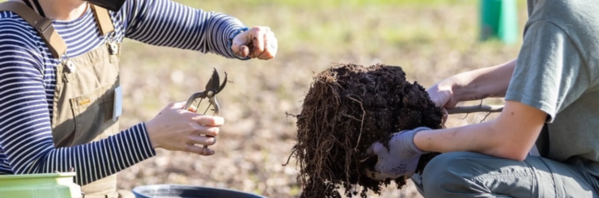 Urban Tree Stewardship (UTS) Learning by Leading™ Staff Mentor Abbey Hart (left) with UTS student team member Laia Menendez Diaz (right). (Photo courtesy of the UC Davis Arboretum and Public Garden)
