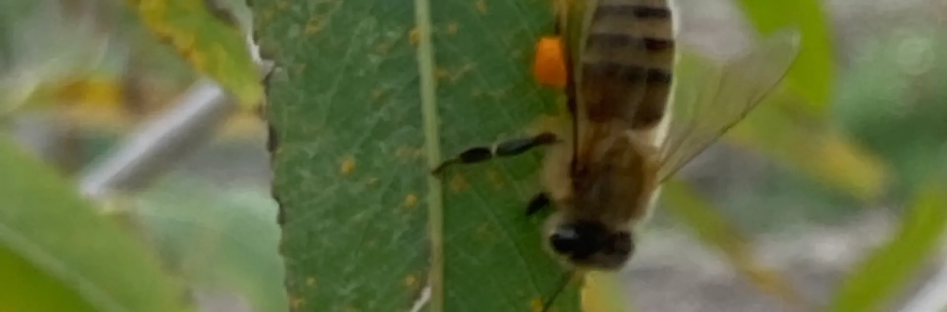 honeybee collecting rust