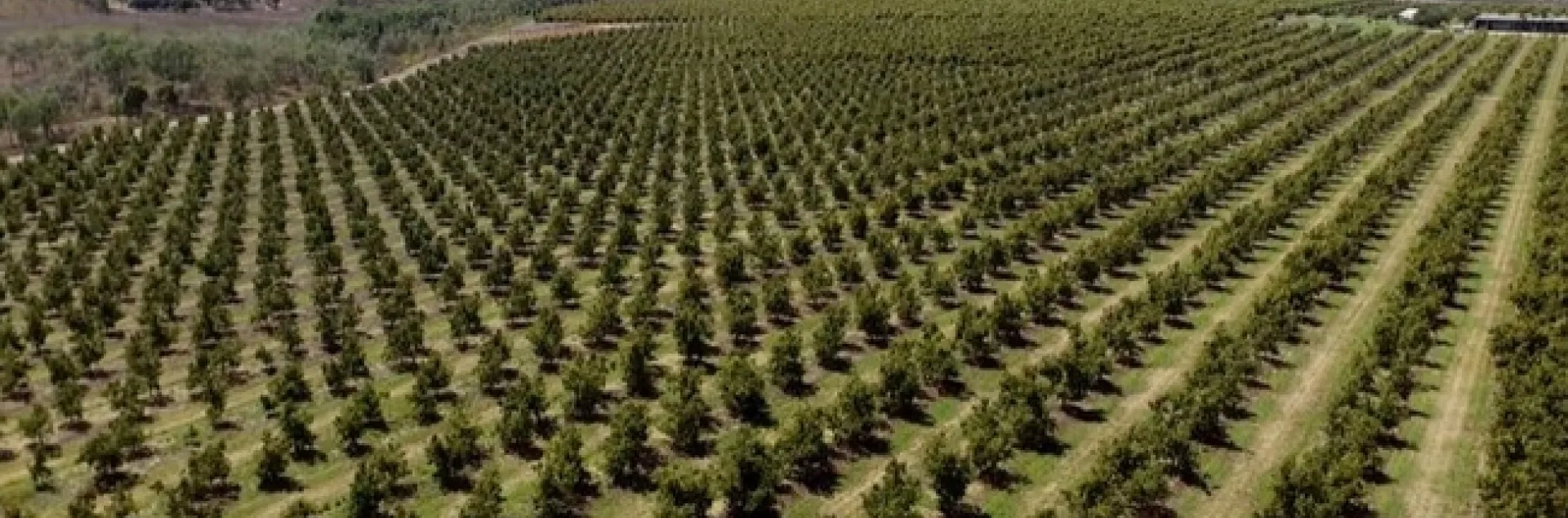 avocado high density