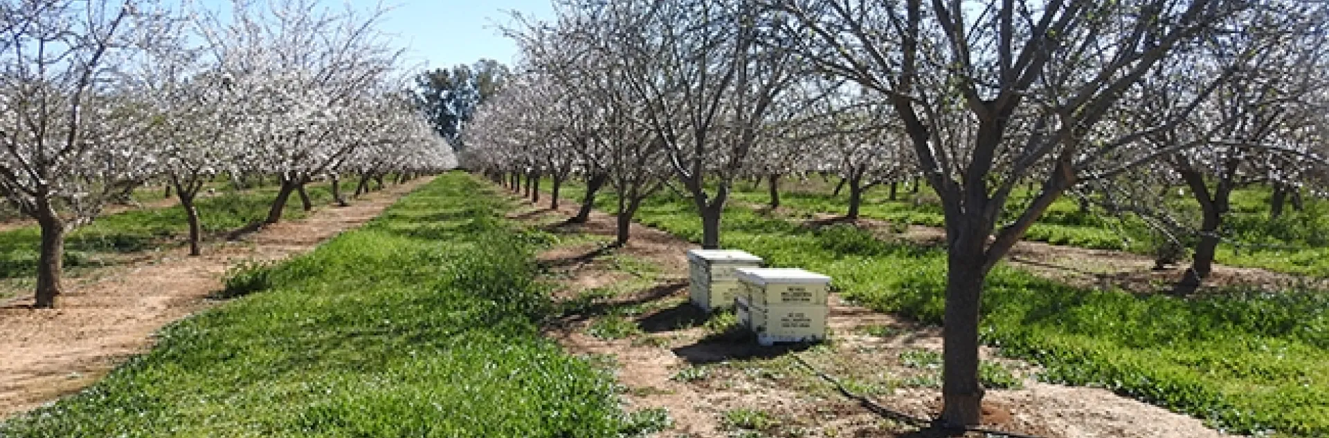 A brilliant day in an Esparto almond orchard on Feb. 16. (Photo by Kathy Keatley Garvey)
