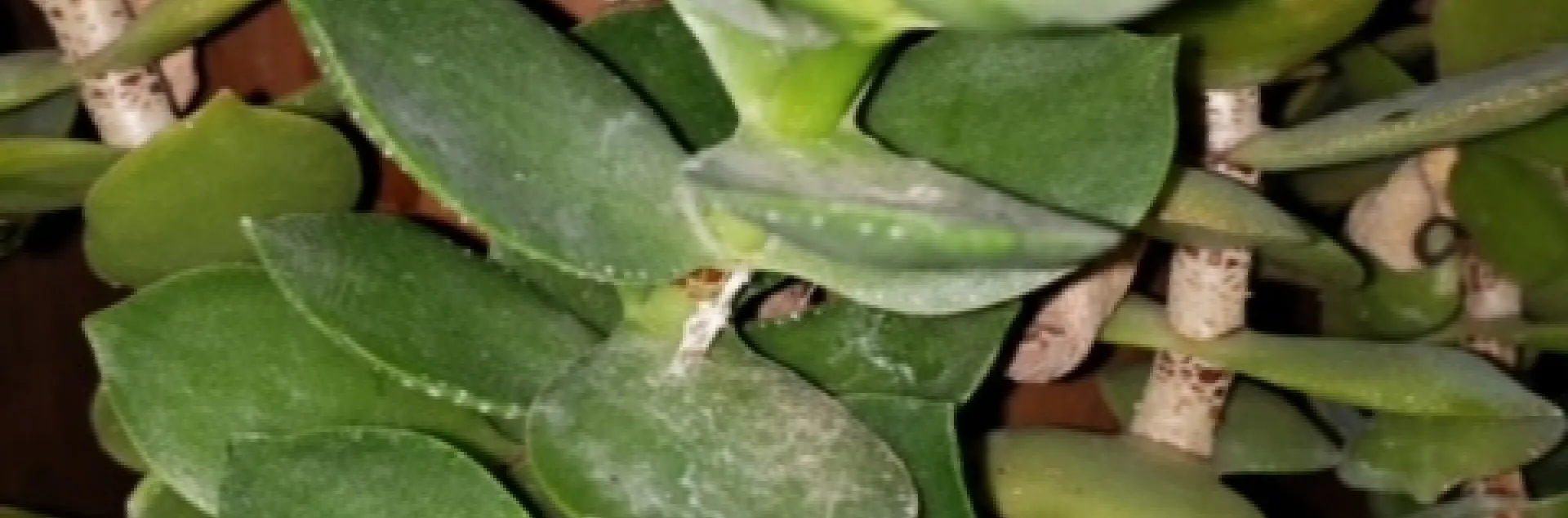 photos by Launa Herrmann