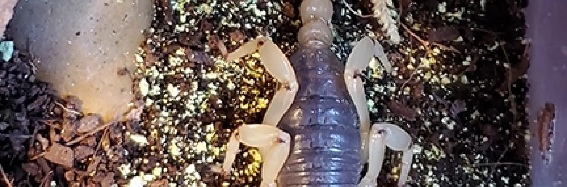 Annie, the scorpion, under natural light. She is a Anuroctonus pococki. (Photo by Emma Jochim)