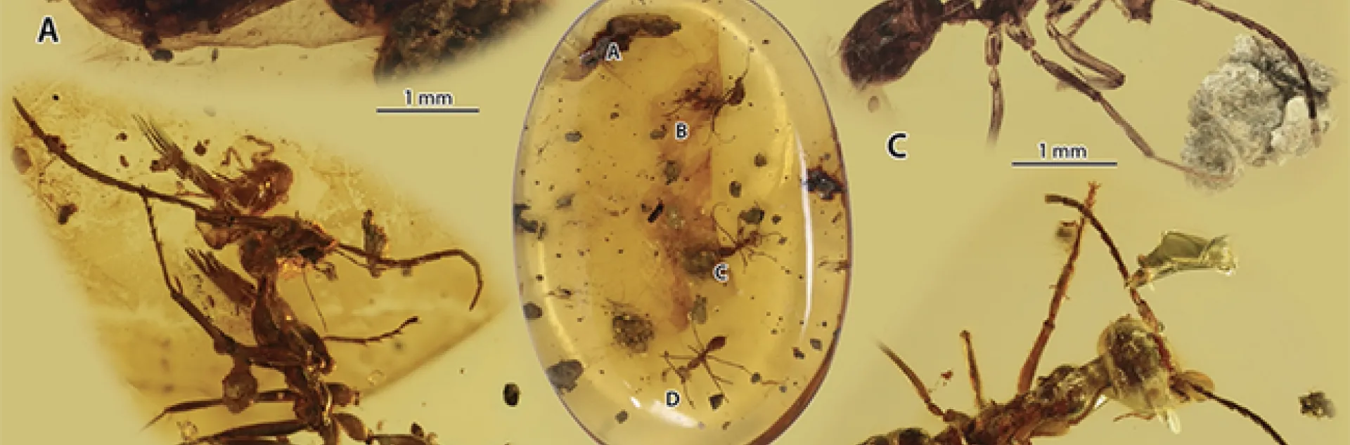 Overview of the Kachin amber piece and its syninclusions. (Figure from the research article in Zoological Journal of the Linnean Society.)