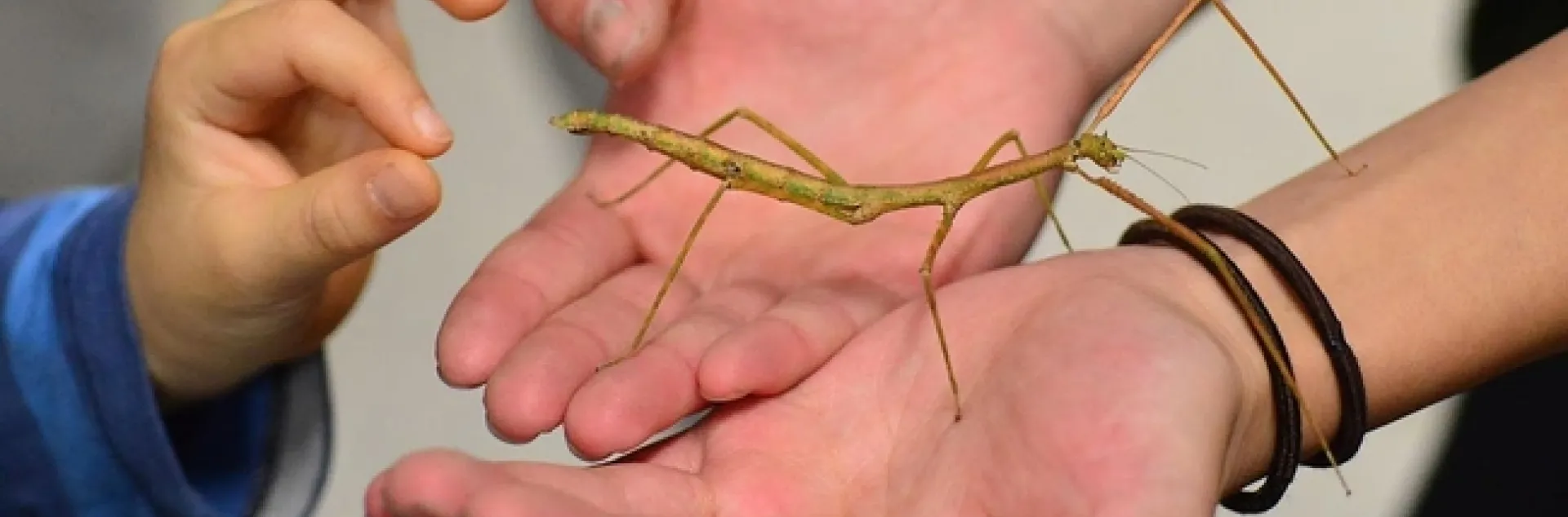 The wonder of a stick insect, aka walking stick, at the Bohart Museum of Entomology. (Photo by Kathy Keatley Garvey)
