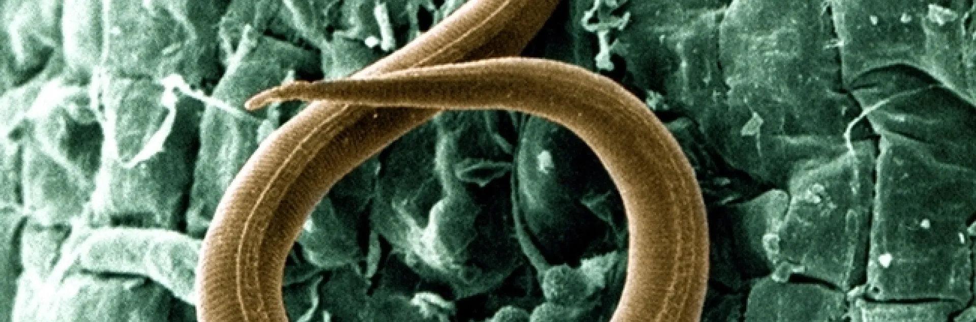 A juvenile root-knot nematode (Meloidogyne incognita) penetrates a tomato root. (USDA Photo)