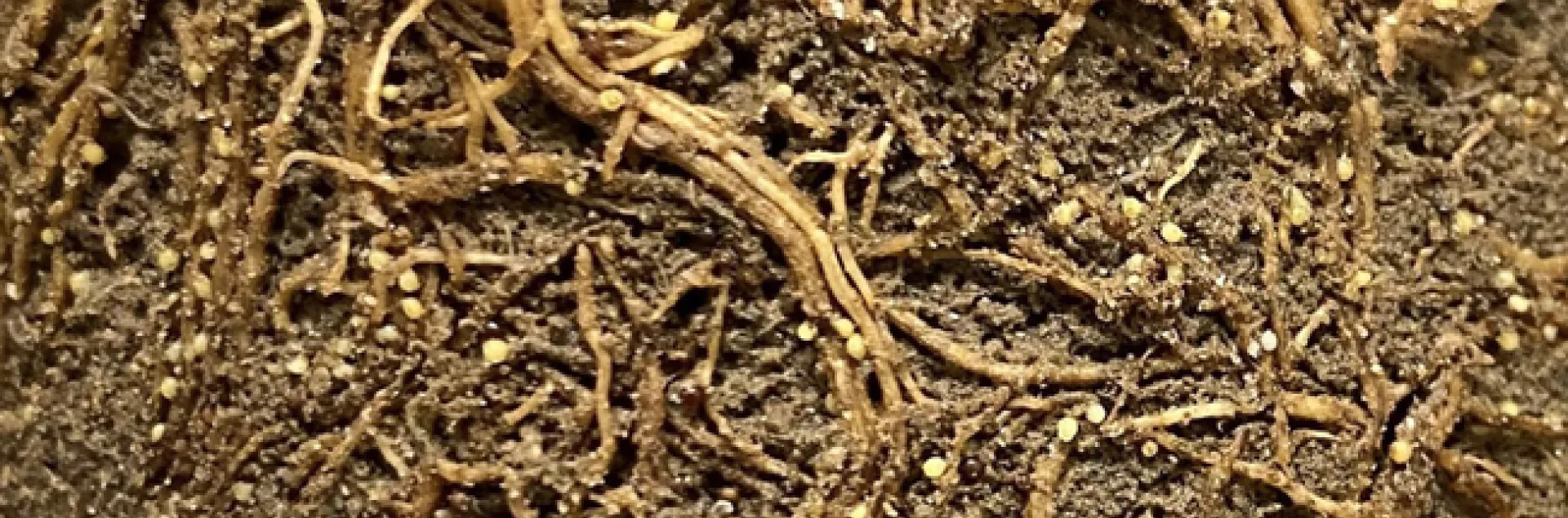 Professor and plant pathology researcher Melissa Mitchum of the University of Georgia on "The Tricks Phytonematodes Use to Modulate Plant Development" on March 9 to the UC Davis Department of Entomology and Nematology.