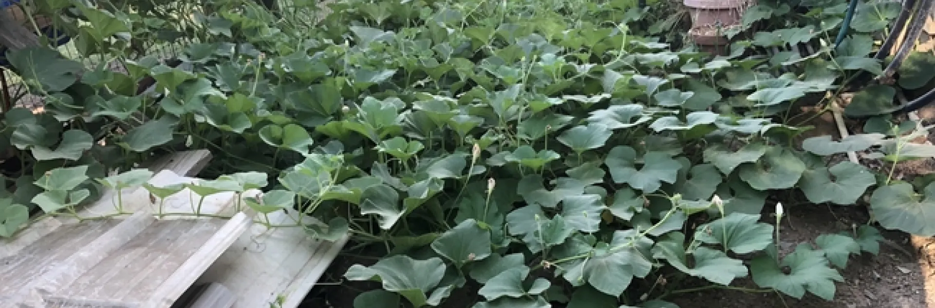Gourd vines growing along the ground, not trellised.